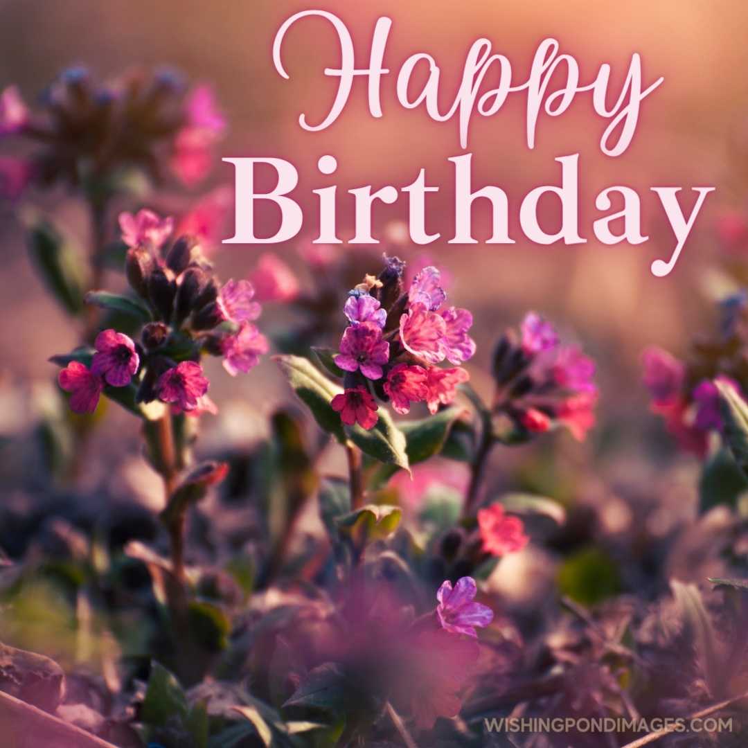 Blooming Pulmonaria spring flowers closeup view. Happy Birthday Purple Flower Images